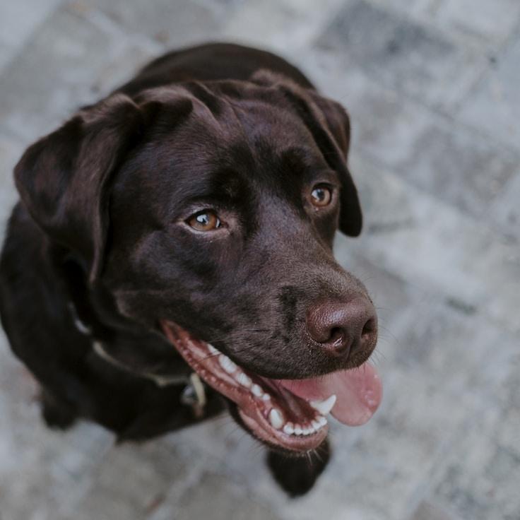Portrait of Mira Calderon, group coordinator and fusion cooking expert